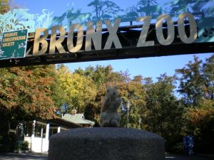 Eich im Bronx Zoo